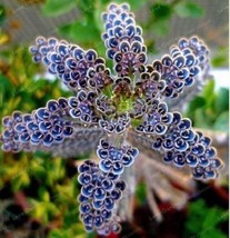 Rare Dark Blue Kalanchoe Succulent Flower Flowers 25 seeds - $13.69