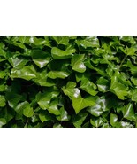 Ivy, English Ivy, or Hedera helix, Evergreen Ivy for Walls or Ground Cover - $10.69 CAD+