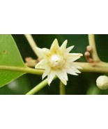Premium Dried Mimusops elengi Flowers - Oral Care, Aromatherapy, 100% Na... - $14.85