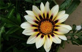 30 Gazania seeds New Day Rose Stripe seeds BW91018-3 Fresh Seeds - £11.75 GBP