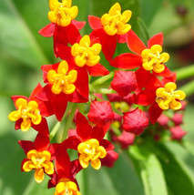 TB Milkweed Tropical Bloodflower Asclepias Monarch Butterfly Host Plant 100 Seed - £5.31 GBP