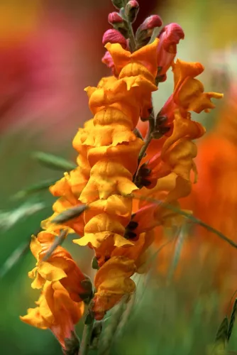 SEPTH Snapdragon Seeds, Orange Wonder, Orange Snapdragons, Non-Gmo Heirloom, 100 - $3.66