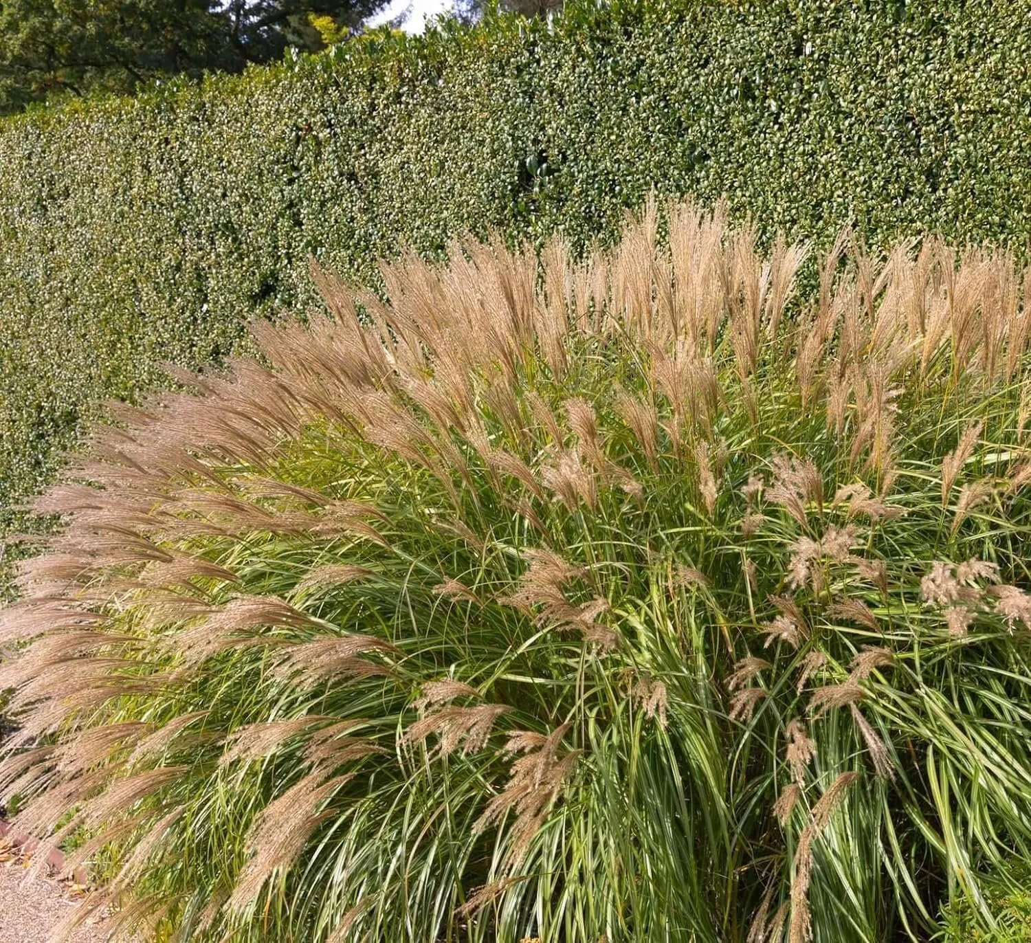 Miscanthus Adagio Grass Extra Large 3 Gallon Plants Miscanthus sinensis - $95.17
