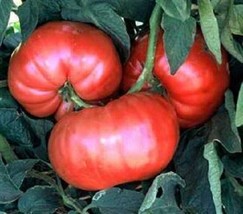 50 Ct Giant Belgium Pink Tomato Heirloom NON-GMO Vegetable Seeds - £13.41 GBP