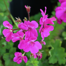 Geranium Large Heads of Bright Pink Flowers with Light Eyes Flower 10 PC... - $9.08