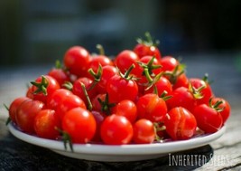 Cherry Tomato Seeds Ers Delight 30 Seeds Garden Fresh USA Shipping - £7.38 GBP