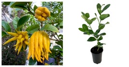 Top Seller - Buddha&#39;s Hand Citrus Tree - No Ship to Tx,Fl,Az,Ca,La,Hi - ... - £61.14 GBP