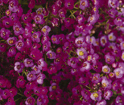 Alyssum Oriental Nights Lobularia Maritima  100 Seeds From US - $10.99