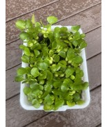 (15) Water Hyacinth Koi Pond Floating Plants Rid Algae Medium- Small 2-4... - $59.24