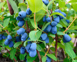 30 HONEYBERRY Blue Honeysuckle Lonicera Caerulea Edible Fruit Shrub Seeds - $13.60