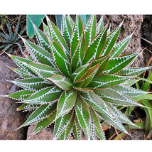 10pcs AGAVE impressa Succulents  - £26.08 GBP