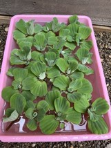 (15) Water Lettuce Koi Pond Floating Plants Algae Medium 2-4” Fish SHADE... - £26.75 GBP