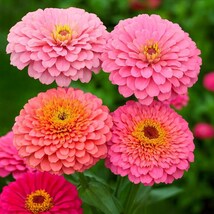 Cupcakes Pink Zinnia Seeds: Frilly Soft Pink Blooms, Long Blooming, Non-GMO - $13.95