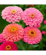 Cupcakes Pink Zinnia Seeds: Frilly Soft Pink Blooms, Long Blooming, Non-GMO - $13.95