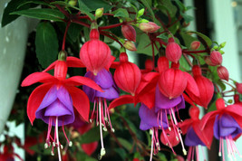 SGHOST 20 Hardy Fuchsia Magellanica Pink Purple Hummingbird Flower Shrub Seeds U - $10.61