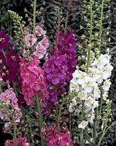 TH 50 + Verbascum Phoenicium Semences Florales Bombardier Mélange / Cerf Résista - £11.63 GBP