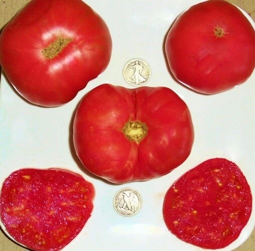 Dester Award Winner From Germany + – 25 Seeds Collectible - $3.11