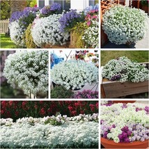 100 Seeds White Alyssum Clover Nourish Your Soil with Organic Planting Seeds  - $16.09