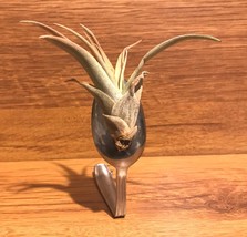 Tilla Critters Spooning One of a Kind Airplant Creations by Chili Fiesta... - $15.00