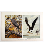 1927 Bald Eagle And Cooper&#39;s Hawk Bird Art Plate Color Book Print Wildli... - $19.99