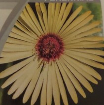 ArfanJaya Ice Plant Yellow Shades Flower Seeds - £6.51 GBP