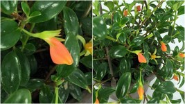 Premium Goldfish Plant - 6&quot; Hanging Basket - Blooms Frequently! - C2 - £60.95 GBP