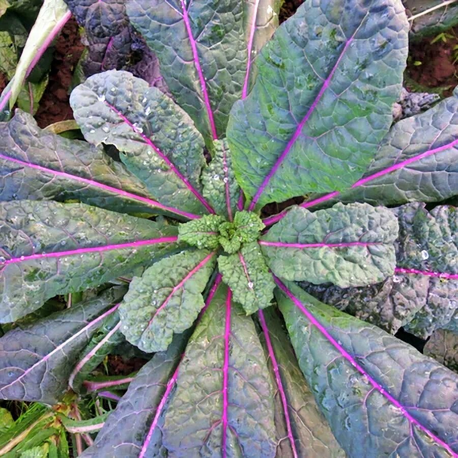 Dazzling Blue Kale Vegetable Seeds Fresh Gardening - $16.98