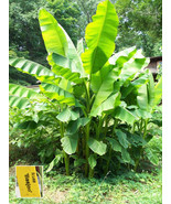 Musa Basjoo Banana – Very Cold Hardy - Basjoo Japanese Fiber Banana - $380.64 MXN