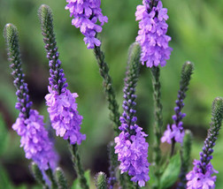 Vervain Hoary Verbena Stricta 5000 Bulk Seeds Garden Beautiful USA Seller - £37.70 GBP