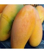 Mun Kun Si Mango Another Name Is Nam Doc Mai Mango 3Ft Tree Air Layered ... - $220.00