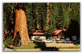 Giant Forest Sequoia National Park California CA UNP Chrome Postcard S24 - £1.56 GBP