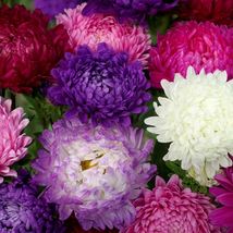 40 Ostrich Plume Aster Cut Flower Assortment Seed Mix Flower Annual - £13.42 GBP