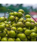 Spanish Lime Genip Guinep Ginepa Limoncillo Mamoncillo Melicoccus Bijuga... - €63,33 EUR