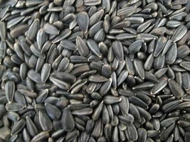 500+ Sunflower Seeds- Black Oil - Heirloom - Non-Gmo - Fresh Garden - $18.56