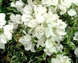 Bougainvillea rooted WHITE STRIPE Starter Plant - £21.76 GBP