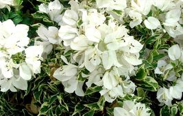 Bougainvillea rooted WHITE STRIPE Starter Plant - £20.87 GBP