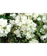 Bougainvillea rooted WHITE STRIPE Starter Plant - $27.78