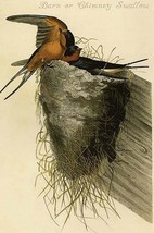 Barn or Chimney Swallow by John James Audubon - Art Print - £17.42 GBP+