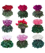 SL 10Pcs Cyclamen Perennial Hardy Flowers Seeds Red Purple Pink White Gr... - $3.36 CAD