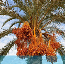 10 pcs Rare Medjool Date Sweet Organic Fruit Natural Date Palm Tree Bonsai Plant - £3.58 GBP