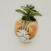 Echeveria Succulents in Laughing Cat Planters, Live Plants in 2.5" Kitten Pots image 7