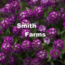 25 Seeds Oriental Nights Alyssum Flowers Plants Planting Gardening Fresh USA Sel - $12.50