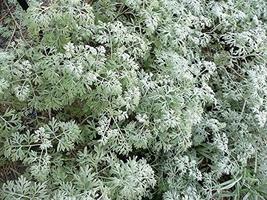 Absinthe Wormwood Common Artemisia Absinthium Green Ginger Herb Flower j... - £7.00 GBP
