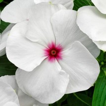 USA SELLER Vinca Seeds Vinca Vitalia Polka Dot 25 Thru 100 Seeds Flower ... - £14.51 GBP