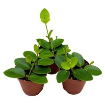 Hoya cumingiana in a 2 inch Set of 3 Pot Small Leaf Wax Plant - $32.51