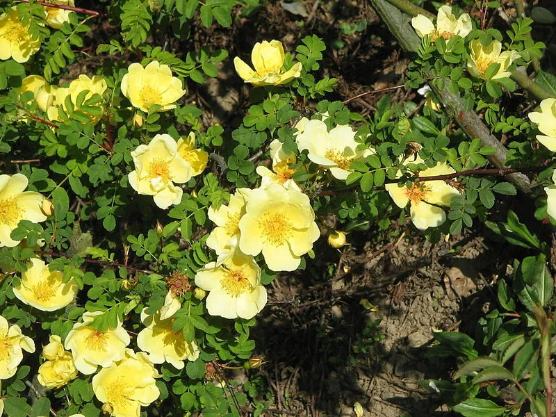 10 Yellow Manchu Rose Bush Rosa Xanthina Hummingbird Flower Seeds Fresh Seeds - £12.02 GBP