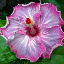 20 Pink White Gray Seeds Flowers Flower Seed Bloom 488Garden Beautiful USA Selle - £11.84 GBP