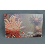 Vintage Postcard - Sunflower Starfish Vancouver Aquarium - Natural Color... - $15.00