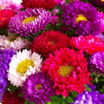 Powder Puff China Aster Callistephus Daisy Flower US Fast Shipping - $182.86 MXN