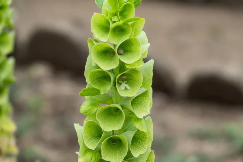 150 Seeds BELLS OF IRELAND Moluccella Laevis Lady In Bathtub Green Shell Flower  - £10.56 GBP